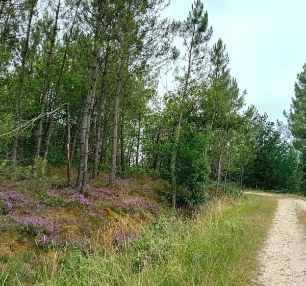 Balade en forêt entre Boscamnant et Saint-Aigulin - Saint-Aigulin - 1