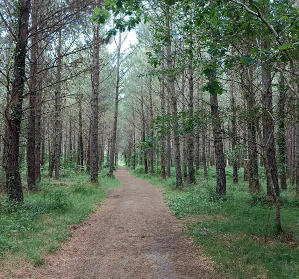 Balade en forêt avec le magnifique chêne de Nerthe - Herm - 1