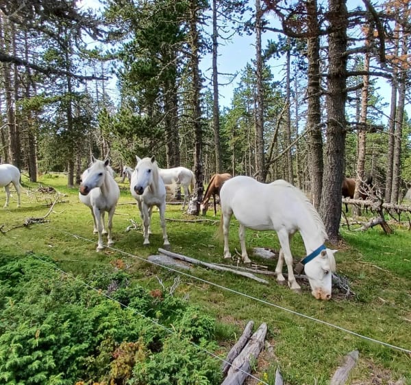 Wandeling van het meer van Calvet naar het meer van Aude-Pyrénées - La Llagonne - 1