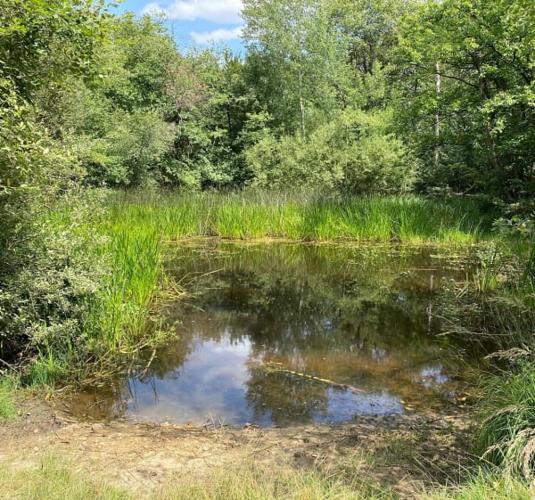 Bois de Notre-Dame et ses environs - Sucy-en-Brie - 1