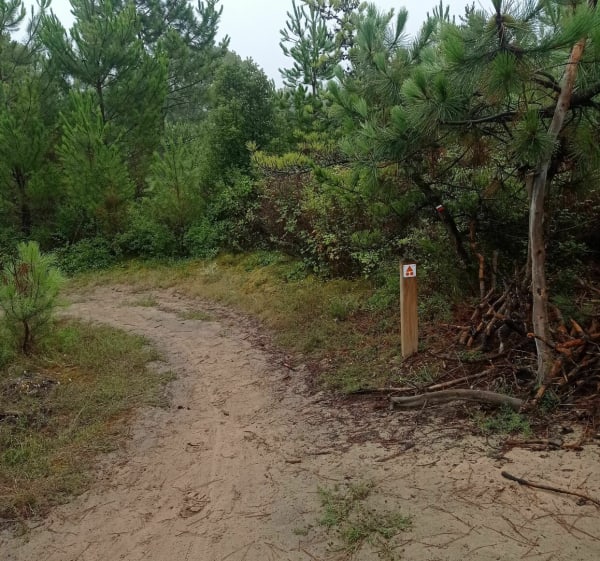 VTT dans la forêt de Saint-Jean-de-Monts entre Davière et la Motte - Saint-Jean-de-Monts - 1