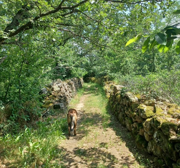 Boucle autour du village de Quintenas par Le Vignet et Petit Chizaret - Quintenas - 1