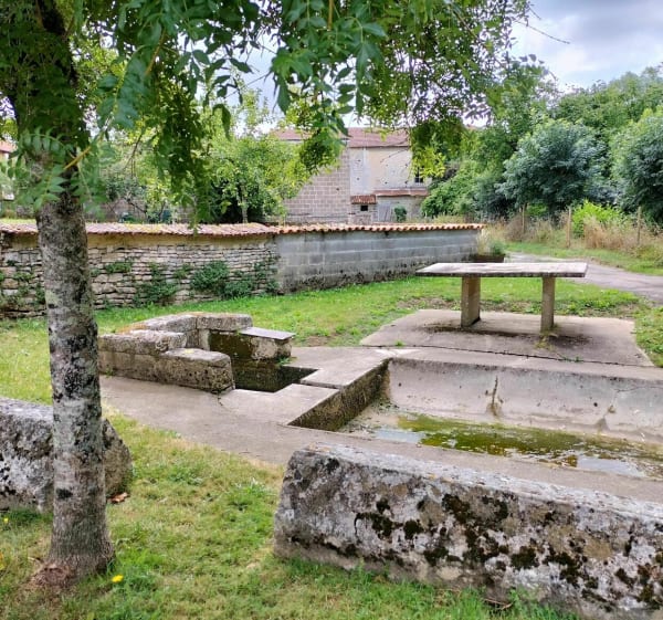 Moutonneau au bord de l'eau - Moutonneau - 1