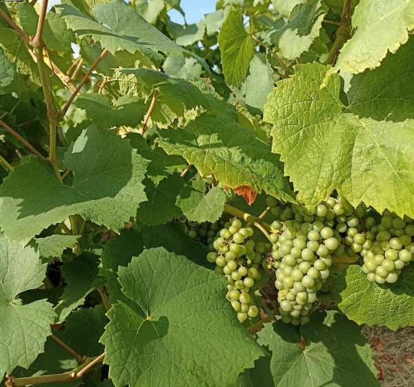 Pont de l'Ouen, balade entre marais et vignoble - Haute-Goulaine - 1