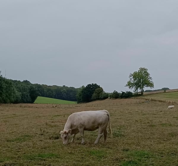 Autour de Citernes entre champs, moulin, bois et chateau - Citernes - 1