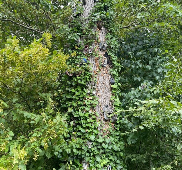Chiry-Ourscamp et sa forêt - Chiry-Ourscamp - 1