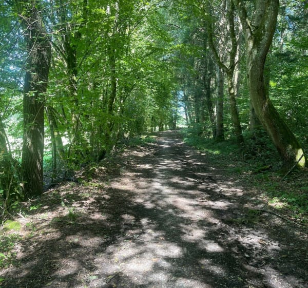 Balade en forêt de Fulleren - Hindlingen - 1