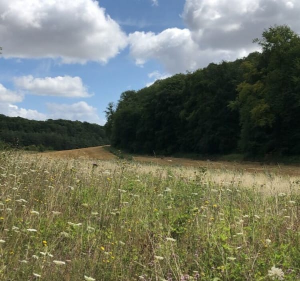Randonnée en forêt entre Gravigny et Huest - Gravigny - 1