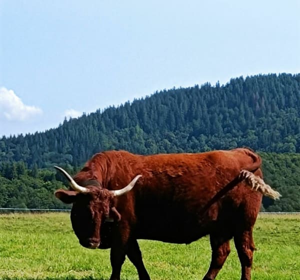 Randonnées de Super Besse au lac Pavin - Besse-et-Saint-Anastaise - 1