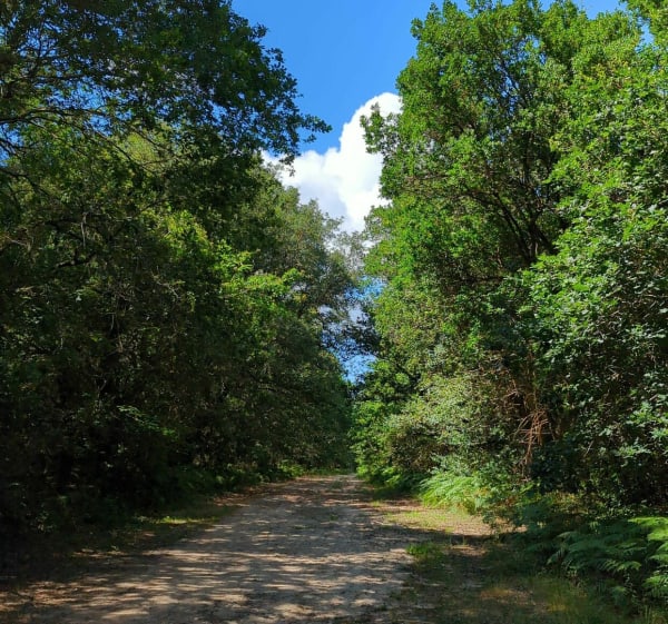 Découverte de la forêt de Tyrosse - Saint-Vincent-de-Tyrosse - 1
