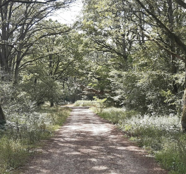 Sénart-bos via La Mare aux Biches - Draveil - 1