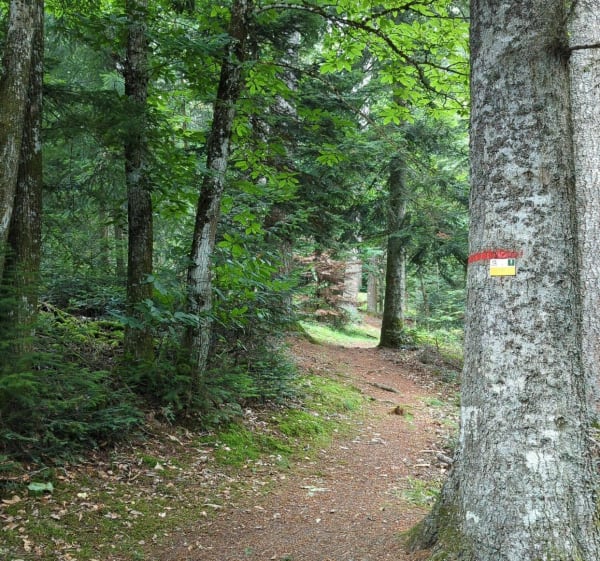 Forêt des Grands Murcins - Boucle Sequoia - Renaison - 1