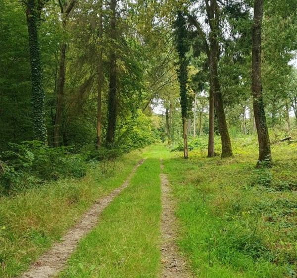 Petite boucle en forêt domaniale de Vauluisant - Saint-Maurice-aux-Riches-Hommes - 1