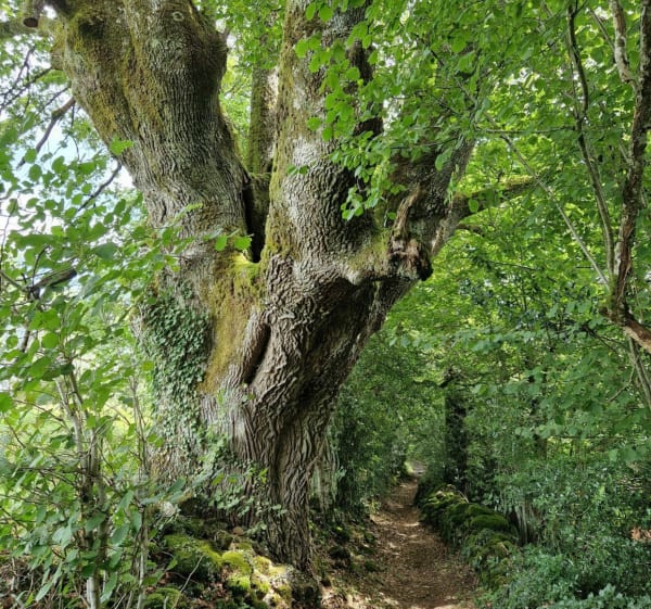 Van Pleaux tot Nozières - Pleaux - 1
