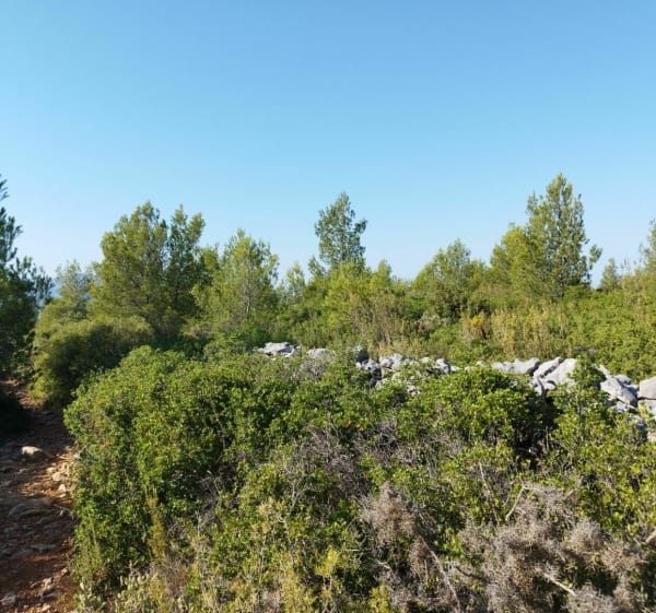 Allauch ancien chemin de Cadolive - Allauch - 1