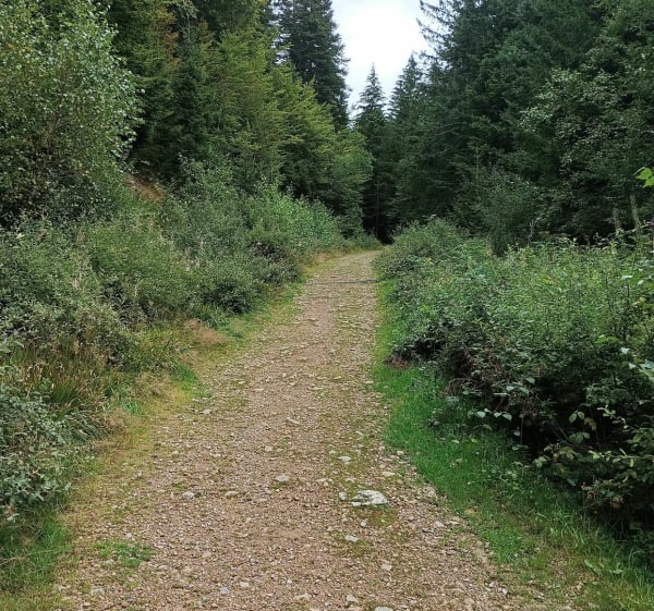 Petit trail entre Belle Hutte et le col de Feignes-sous-Vologne - La Bresse - 1