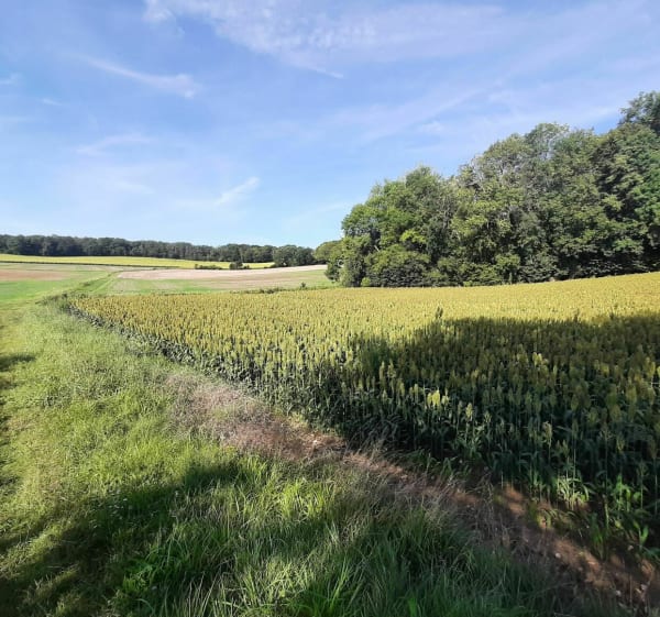 Balade champêtre facile avec les enfants à Cires-lès-Mello - Balagny-sur-Thérain - 1