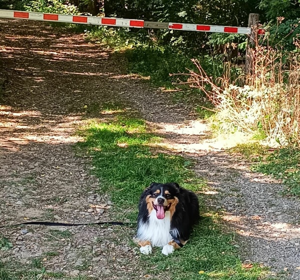 Forêt de Berrwiller - Berrwiller - 1