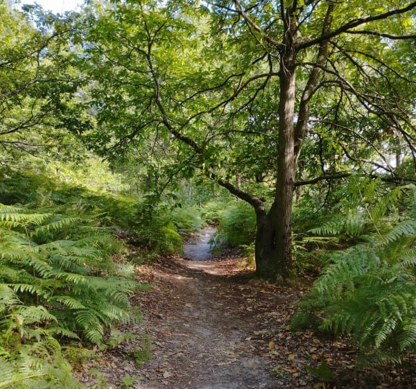 Sentier de découverte de Maincourt - Lévis-Saint-Nom - 1