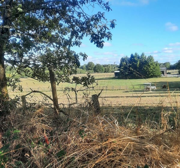 Balade dans le coeur de nos forêts du pays nantais - Vigneux-de-Bretagne - 1