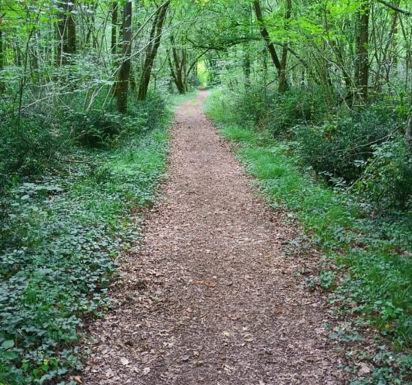 Vtt sportif dans les bois de Cherac - Chérac - 1