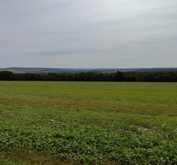 Forêt de Sampigny, sur les traces de Guess - Sampigny - 1