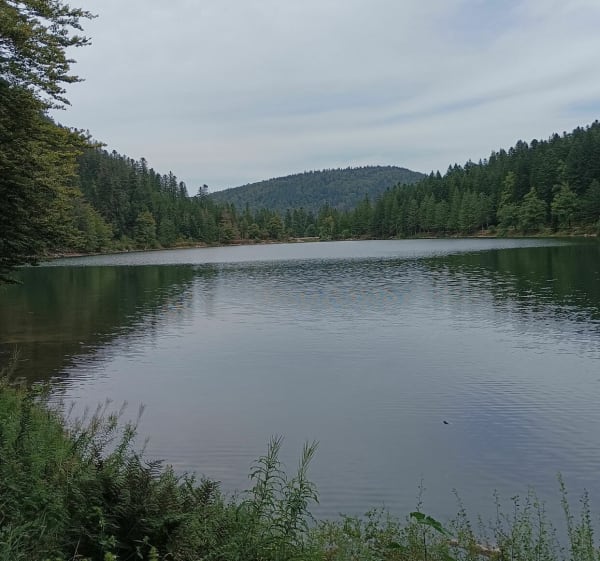 Tour du lac des Corbeaux - La Bresse - 1