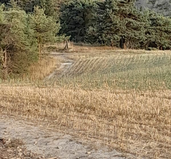 Single aux Aroncis - La Bâtie-Neuve - 1