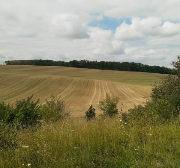 Sentier botanique du bois des folies à Jouy et Forêt des Ronces - Jouy-sur-Eure - 1