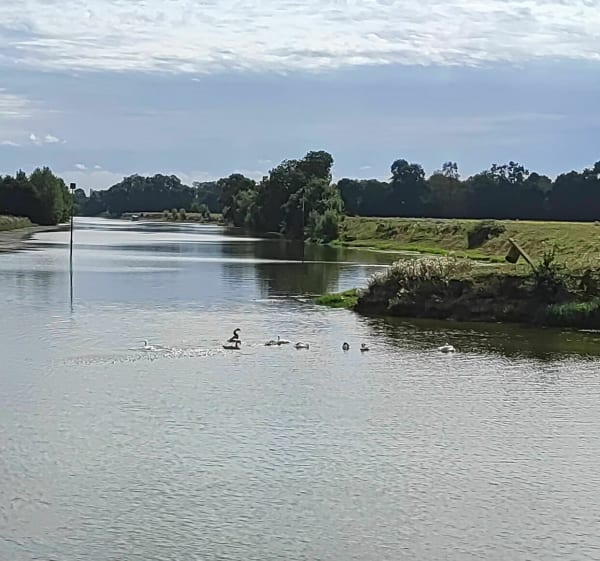 Le long de la Mayenne - Angers - 1