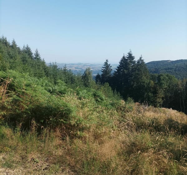 Randonnée entre Loire et haute Loire depuis Saint-Just par le Bois d'Etat - Saint-Just-Malmont - 1