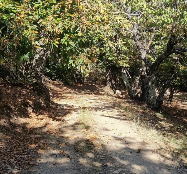 Le parcours des châtaigniers par Vimbouches - Ventalon en Cévennes - 1