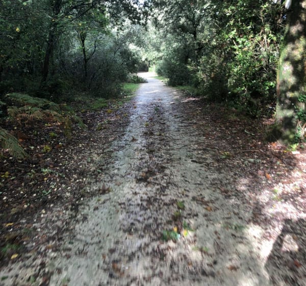 Tour de la forêt de la Coubre - Les Mathes - 1