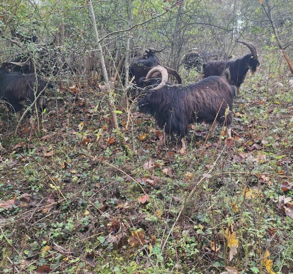 Rouen: ontdek de stad met 100 klokkentorens - Rouen - 1