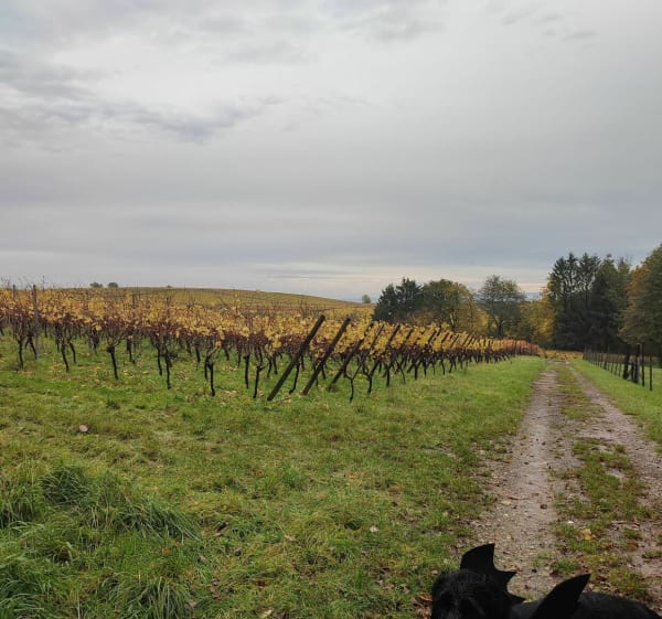 Entre vignes et forêt d'Oberwald par Bremmelbach - Drachenbronn-Birlenbach - 1