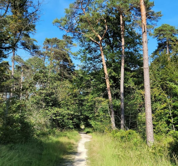 Circuit van Gué Renaie naar Mi-Forêt de Rennes - Liffré - 1