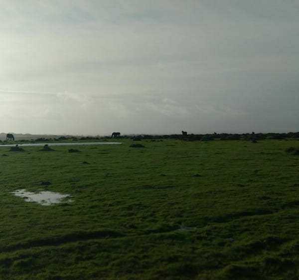 Entre landes et dunes de Vauville et Biville - La Hague - 1