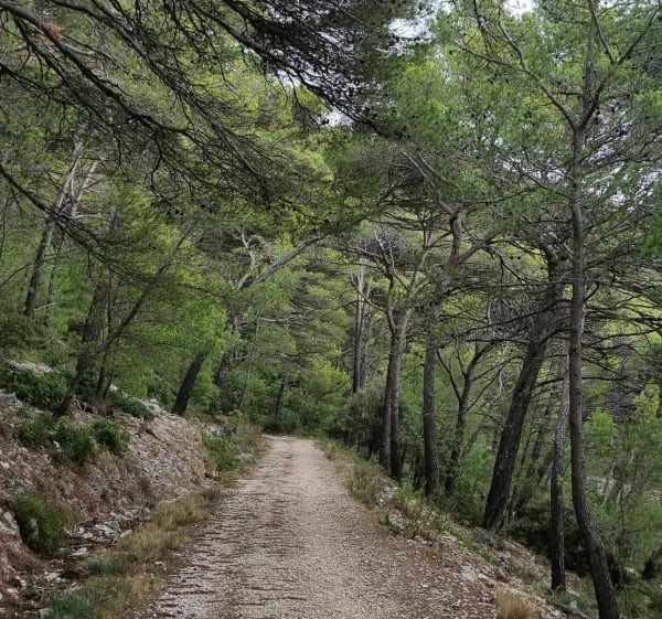 Sur les pentes du Faron...Faron par les deux forts - Toulon - 1