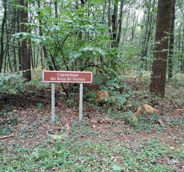Balade en forêt de Saint-Sauvant - Rom - 1