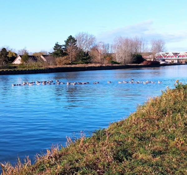 Circuit des voies navigables le long de la Lys - Merville - 1