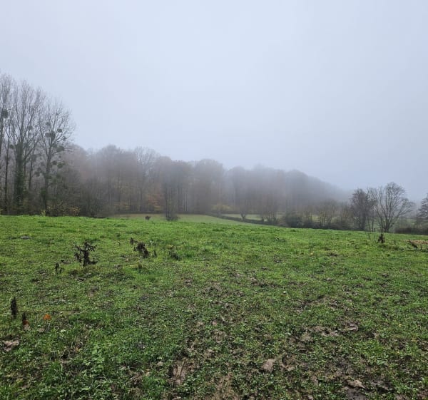 Forêt de Mormal au départ d'Obies - Manon - 1