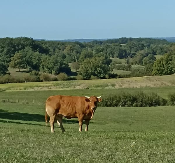 Boucle de Granges d'Ans Sud par Lachaud - Granges-d'Ans - 1