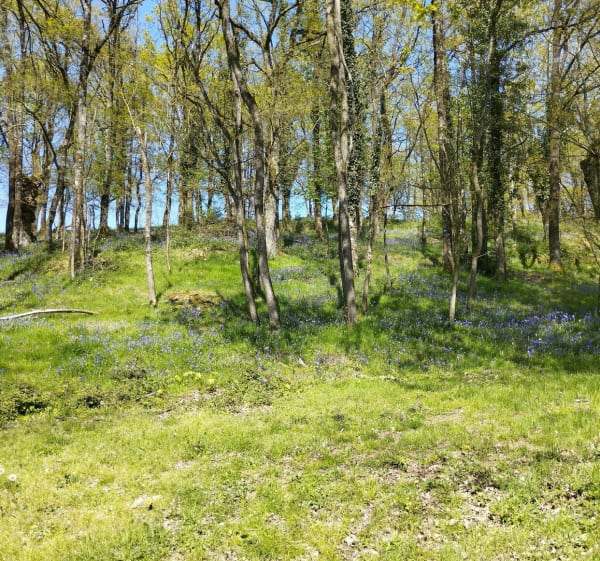 Balade le Long de la Sèvre Nantaise autour du Longeron. - Sèvremoine - 1
