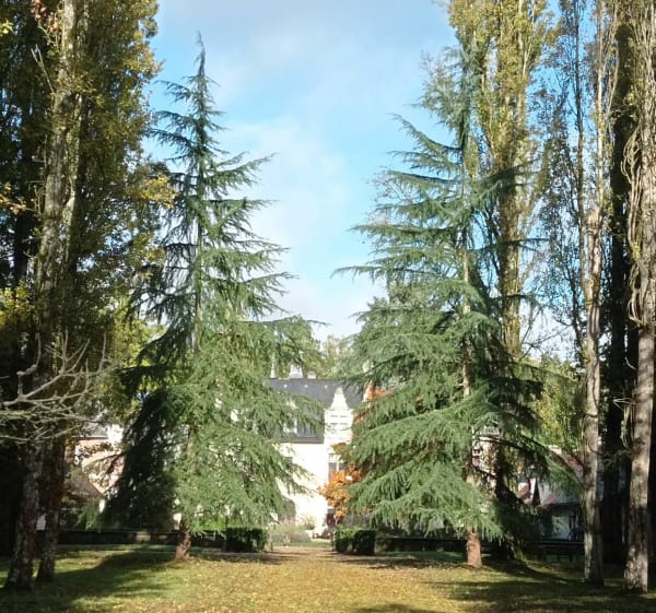 Rando vélo golf et forêt de Cheverny - Cheverny - 1