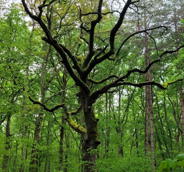 Grand tour du bois d'Auch vers la forêt profonde - Auch - 1