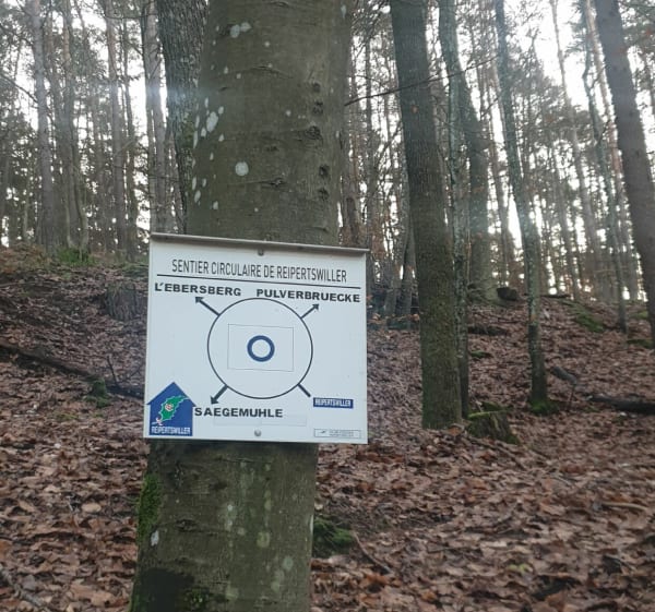 Randonnée Château Lichtenberb.. - Reipertswiller - 1