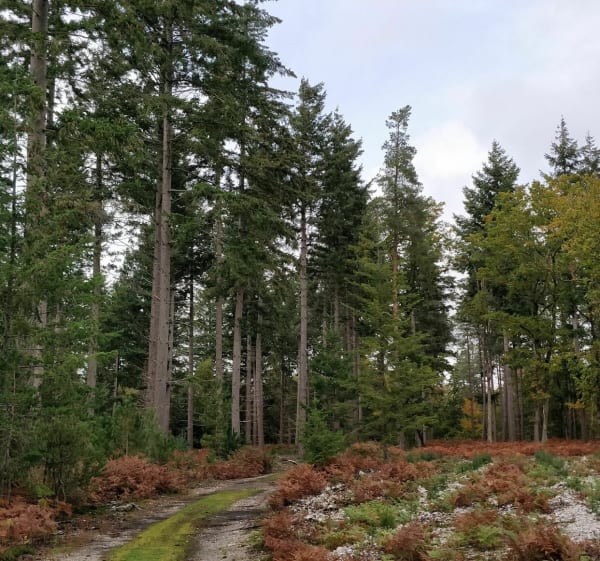 Gaudreville - Entre champs et forêts - Gaudreville-la-Rivière - 1