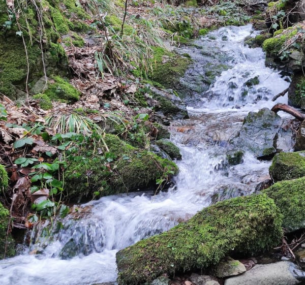 Cascade du Siehlbaechle en forêt de Wattwiller - Wattwiller - 1