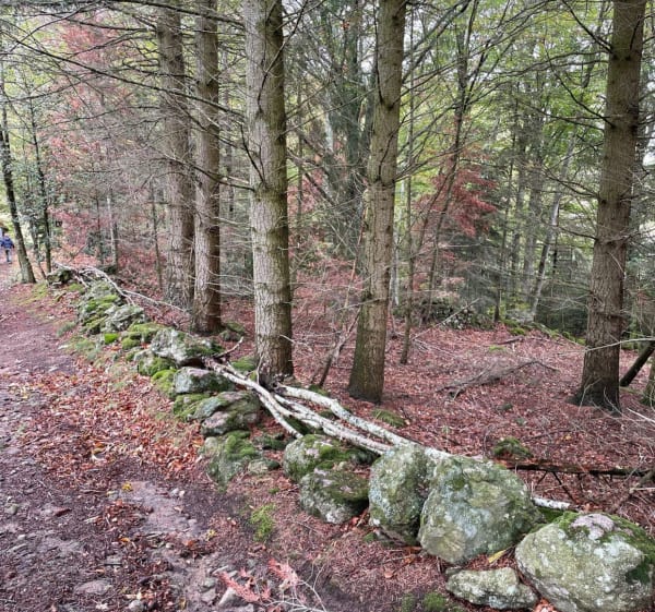 Entre campagne et bois autour de Lérigneux - Lérigneux - 1
