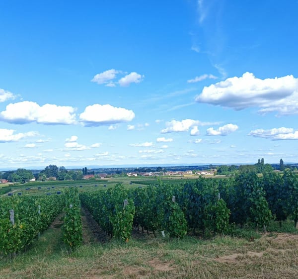 Dans les vignobles de Crêches-sur-Saône - Chânes - 1